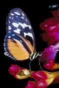 butterfly brilliant close up insect animal nature small