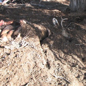 Wildlife Encounter in Colorado: Kill or be Killed?